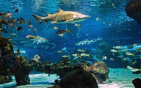 Canadian Splash: A Tank Full Of Sharks | Dive Buddies 4 Life