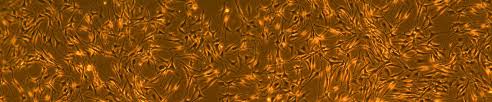 Image result for Melanocyte