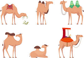 Choose your favorite camel designs and purchase them as wall art, home decor, phone cases, tote bags, and more! Camels Desert Clipart Vector In Ai Svg Eps Or Psd