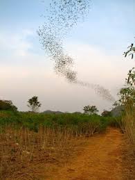 There are also few saltlicks along the roads to attract bigger mammals such as elephants, gaurs (rare), deer and boars. Pin On Travel Thailand