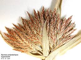 Image result for Cyperus tenax
