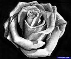 Pin By Dan On Step By Step Art Beautiful Flower Drawings Realistic Flower Drawing Roses Drawing