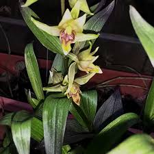 We did not find results for: Plant Encyclopedia Phoenix Perennials And Specialty Plants
