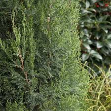 Many people who plant a privacy hedge or windbreak need it yesterday. Spartan Juniper