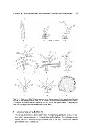 Image result for Ochthocharis dicellandroides