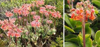 This is organized by family, genus then species alphabetically. Types Of Succulents Species Varieties Identification Pictures