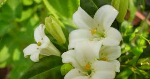 Image result for Murraya paniculata