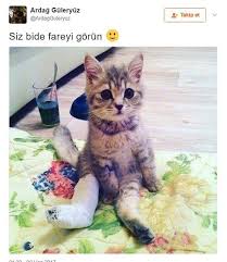 Anlamli Dusundurucu Eglenceli Guzel Komik Konusan Resimler Konusan Resimler Www Kizlarins Cute Kittens Komik Bebekler Komik Kedi Resimleri