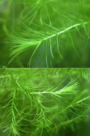 Image result for Lagarosiphon muscoides