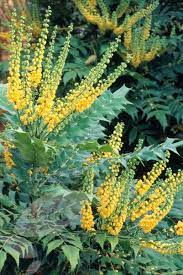 Mahonia Media Winter Sun Mahonia Winter Plants Shade Plants Garden Shrubs