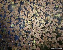 Image result for Azolla pinnata