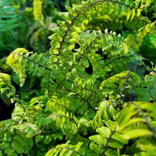 Image result for Adiantum hispidulum