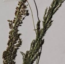 Image result for Sporobolus mauritianus