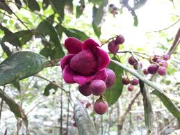 Image result for Lecythidaceae