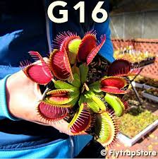 We did not find results for: G16 Venus Flytrap