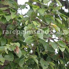 Image result for Vitex thyrsiflora