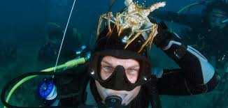 Lobster Fever Is Catching Among South Florida Scuba Divers Force E Scuba Centers