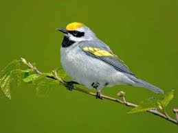 Golden Winged Warbler Conservation Strategy And Resources Forest Habitat Merlin Bird Id Bird Species