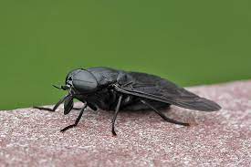 Gigantic Black Horse Fly Back Yard Biology