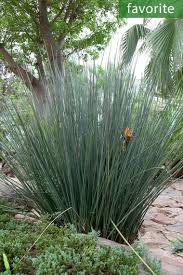 Image result for Ixora mildbraedii