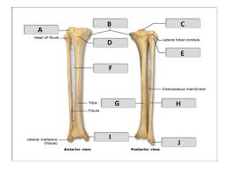 Learn vocabulary, terms and more with flashcards, games and other study tools. Long Bone Labeled Diagram Quizlet Chapter 12 Long Bone Anatomy Diagram Quizlet Learn Vocabulary Terms And More With Flashcards Games And Other Study Tools Clue