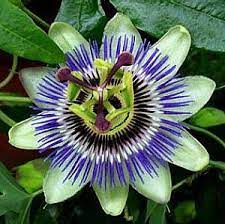 Bring Butterflies Into Your Garden With This Collection Of The Most Popular Flowers For Monarchs All Are Ea Blue Passion Flower Passion Flower Flowering Vines