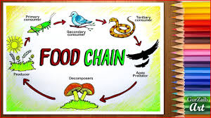 Food chain in terrestrial habitat. How To Draw Food Chain Diagram Poster Chart Drawing For Beginners Easy Step By Step Youtube
