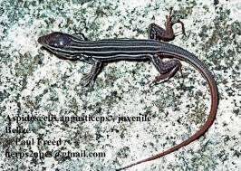 Image result for Aspidoglossum nyasae