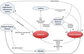 Dr elif ekinci, endocrinologist in heidelberg heights, vic, australia. Pathophysiological Links Between Diabetes And Blood Pressure Canadian Journal Of Cardiology