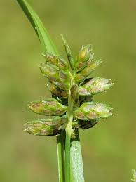 Image result for Queenslandiella