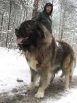 10 Popular dog breeds native to Russia - Russia Beyond
