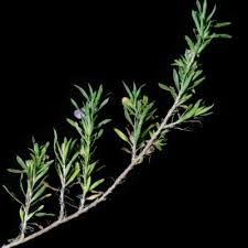 Image result for Aptosimum albomarginatum