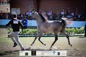 الإثارة تتواصل في ثاني أيام بطولة جمال الخيل بمهرجان الأمير سلطان العالمي 2020 نتائج اليوم الثاني In 2020 Arabian Horse Horses Animals