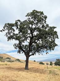 Image result for Quercus