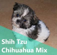 Shih tzu and golden retriever mix. Shih Tzu Chihuahua Mix A K A Shichi Breed Info 21 Pictures Animalso