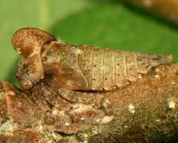 Image result for Rhamphicarpa brevipedicellata