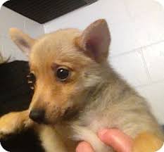 Maybe you would like to learn more about one of these? Richmond Va Pomeranian Meet Peter A Pet For Adoption