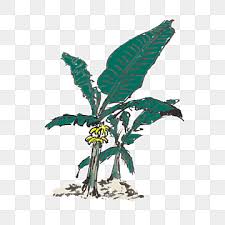 Nahh kau ambil, mak dia ada dekat situ ha. Gambar Pokok Pisang Png Vektor Psd Dan Untuk Muat Turun Percuma Pngtree