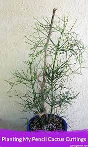 Euphorbia tirucalli is susceptible to root rot if watered too frequently. Planting My Pencil Cactus Cuttings