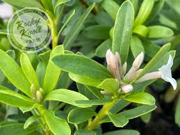 Image result for Synandrodaphne