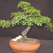 Image result for Terminalia randii