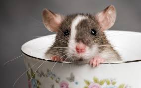 أسماء الأولاد الفئران 20 صورة أفضل الأسماء المستعارة للحيوانات