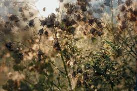 Support us by sharing the content, upvoting wallpapers on the page or sending your own background pictures. Dried Flowers Greenhouse Vintage Grunge Old Window Dead Wallpaper Background Dirty Pxfuel