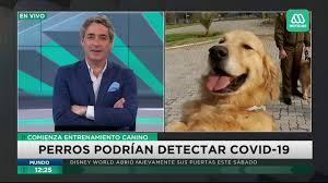 No está muy claro el origen del día mundial del reciclaje. Por Que Se Celebra Hoy El Dia Mundial Del Perro Misionesonline