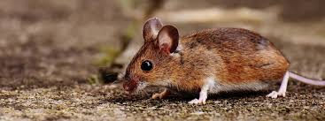 The primary role of technicians is to, you guessed it, control pests. Pest Control Technician Youth Employment Uk