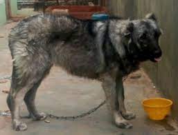 It's for stud service i.e mating not for sale good stud for mating big bone, large size, male mountain caucasuan is available for stud service in ibadan and there is a suitable lodging for you bitch. Please How Pure Is This Caucasian Shepherd Pets Nigeria