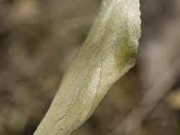 Image result for Ficus exasperata