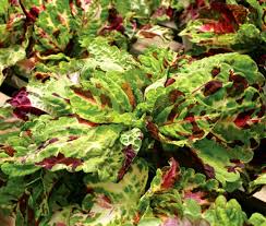 Image result for Congolanthus