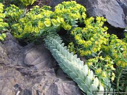 Image result for Euphorbia serratifolia