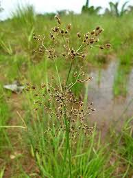 Image result for Fimbristylis quinquangularis